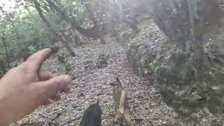 voy a revisar este territorio que no tengo ganado por aquí