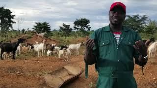 The best goat management