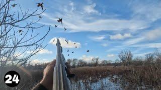 Late Season Mallard Flocks Decoy Perfectly!