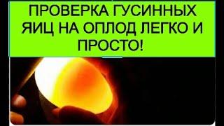 ОВОСКОПИРОВАНИЕ ГУСИННОГО ЯЙЦА ПРОВЕРКА НА ОПЛОД! БИЗНЕС НА ВЫРАЩИВАНИЕ ГУСЕЙ ! ИНКУБАЦИЯ ЯИЦ 2022