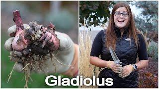 Digging and Storing Gladiolus Bulbs