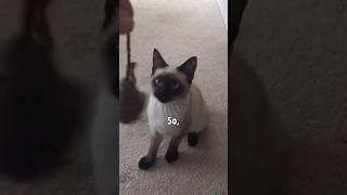 How my cat learned to fetch