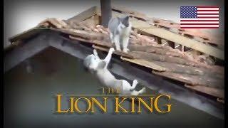 Cats The Lion King