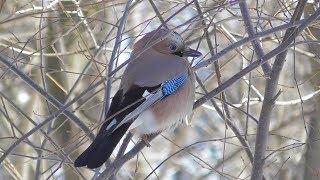 Сойка имитирует смех ребёнка. ( Garrulus glandarius )