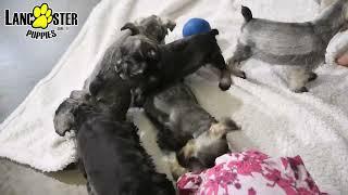 Adorable Miniature Schnauzer Puppies