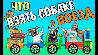 Что взять для собаки в поезд