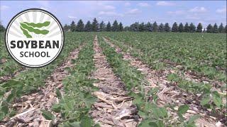 Soybean School: Boosting yield with starter and pop up fertilizer