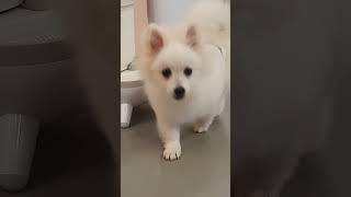 a collection of cat dogs  강아지 고양이 모음집