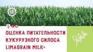 Оценка питательности кукурузного силоса / Производство молока на единицу площади