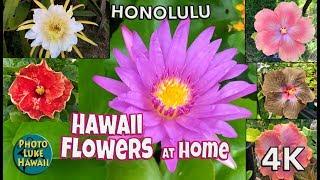 Hawaii Flowers at Home