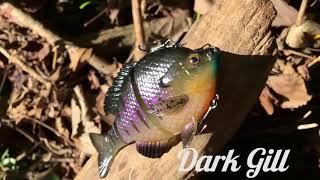 Swimbait Review Savage Gear 3D Bluegill