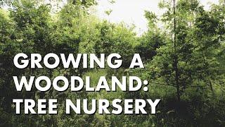 Growing a Woodland: Tree Nursery