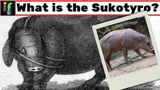 The Sukotyro. Java's Cryptid pig?