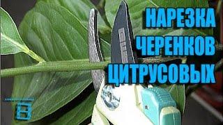 НАРЕЗКА ЧЕРЕНКОВ ЦИТРУСОВЫХ ДЛЯ УКОРЕНЕНИЯ. #ЦИТРУСОВЫЕ #ЭКЗОТИКА НА ПОДОКОННИКЕ