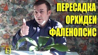 Посадка (пересадка) орхидеи фаленопсис после деления. Орхидеи в домашних условиях #Орхидеи