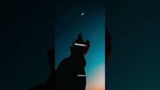 Instasamka - отключаю телефон I Turn Off The Phone   | i don't remember name face number #lyrics