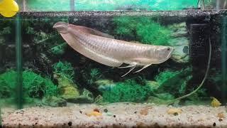 Silver arowana growth / One year growth update / arowana fish.