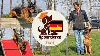 Hund IGP-Apportieren beibringen