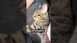 Эта кошка любит поесть, как и все мы   #shorts  #cats