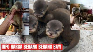 INFO HARGA BERANG BERANG BAYI