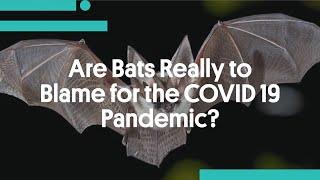 Are Bats Really to Blame for the COVID 19 Pandemic