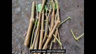 085730198649   jual bibit trichantera gigantea surabaya