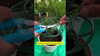 technique pruning portulaca flower make more flowers #gardenflower #shorts #flowers