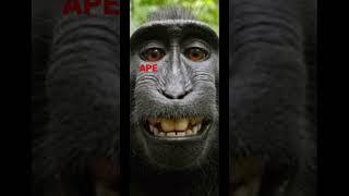 YOLO #ape #amc #finance