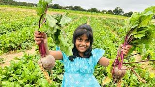 Nithya plucking Beetroots from the farm  #vegetables #farming #dhanyanithyaprasastha #garden