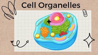 Cell Organelles and Structures - A Tour of the Cell