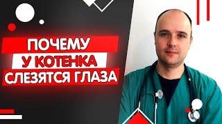 У котенка слезятся глаза почему и что делать