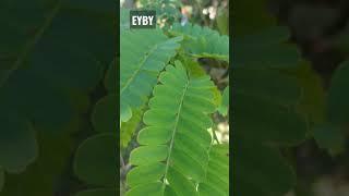 Chickens Are Moving in on the Tamarind Tree! @EatYourBackYard