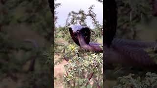 A Giant Black Cobra #shorts