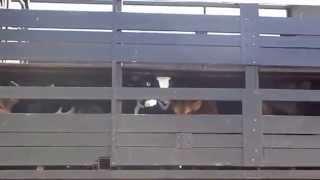 Bobby Calves on truck after being sold at a saleyard in Victoria, Australia.