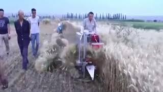Мошинни Гандум Даравкунак