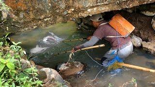 baboon baboon fish small river || electrocute fish in shallow rivers