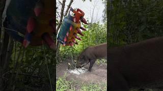 Amazing Most Building Beautiful House Wild Pig Trap Using Gas Cylinder #wildanimal #animals #short