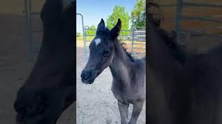  snappy arabian Foals #shorts #blackhorse #horselover