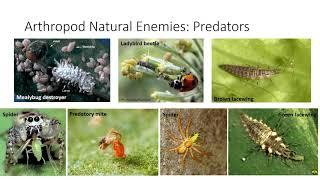 Biological Control of Pests