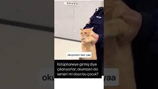 Okumak için kütüphaneye giden kedi 