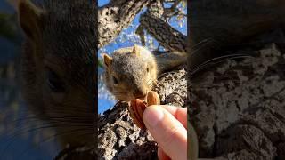 Squirrel Fishing with Little Chubby  #animals #games #feed #reels #play #live #new #series #sports