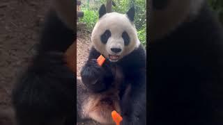  Cute Bear Eating Carrot  #shorts