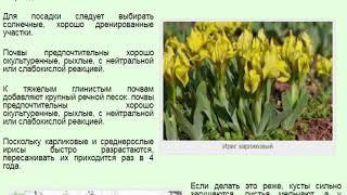 Ирис карликовый или Касатик карликовый Ирис низкий (Iris pumila)