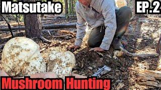 Matsutake (Pine) Mushroom  EP.2 (ON THE HUNT!) Where to start looking.