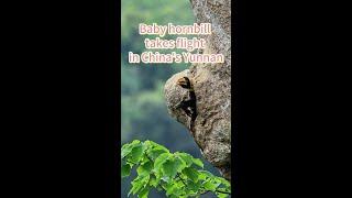 Baby hornbill takes flight in China's Yunnan