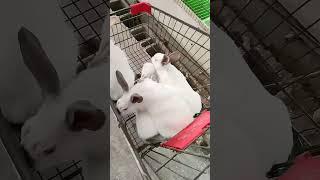 养兔子 Raising Rabbits #shorts #rabbits