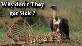 How vultures eat anything without getting sick ! Why don’t vultures got diseases ! Wildlife