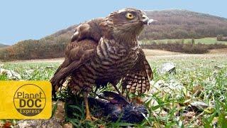 Sparrowhawk Hunting | Planet Doc Express Docs