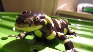 Ambystoma Tigrinum feeding time (Tiger Salamander)