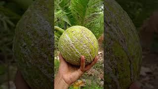 Big round green fruit #fruit #asmrfruit #satisfying #fruitcutting